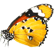 https://www.lacasitadetaro.com/wp-content/uploads/2019/08/butterfly.png