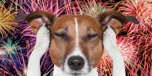 https://www.lacasitadetaro.com/wp-content/uploads/2020/03/imagen-perro-fuegos-artificiales.png