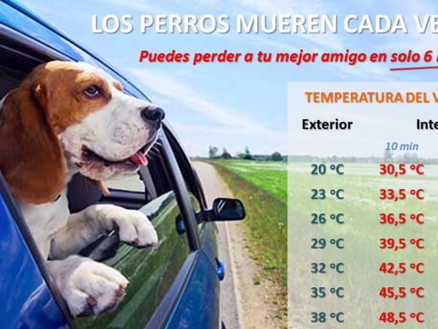 Golpe de calor en perros