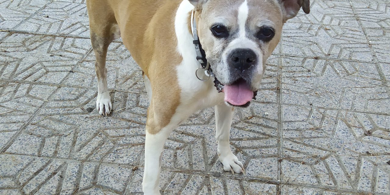 El perro anciano