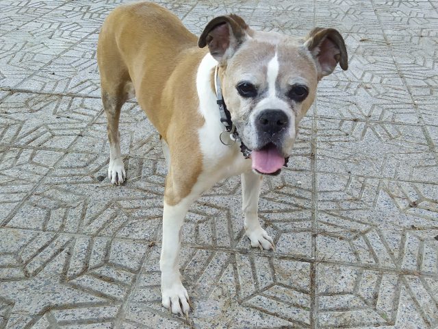 El perro anciano