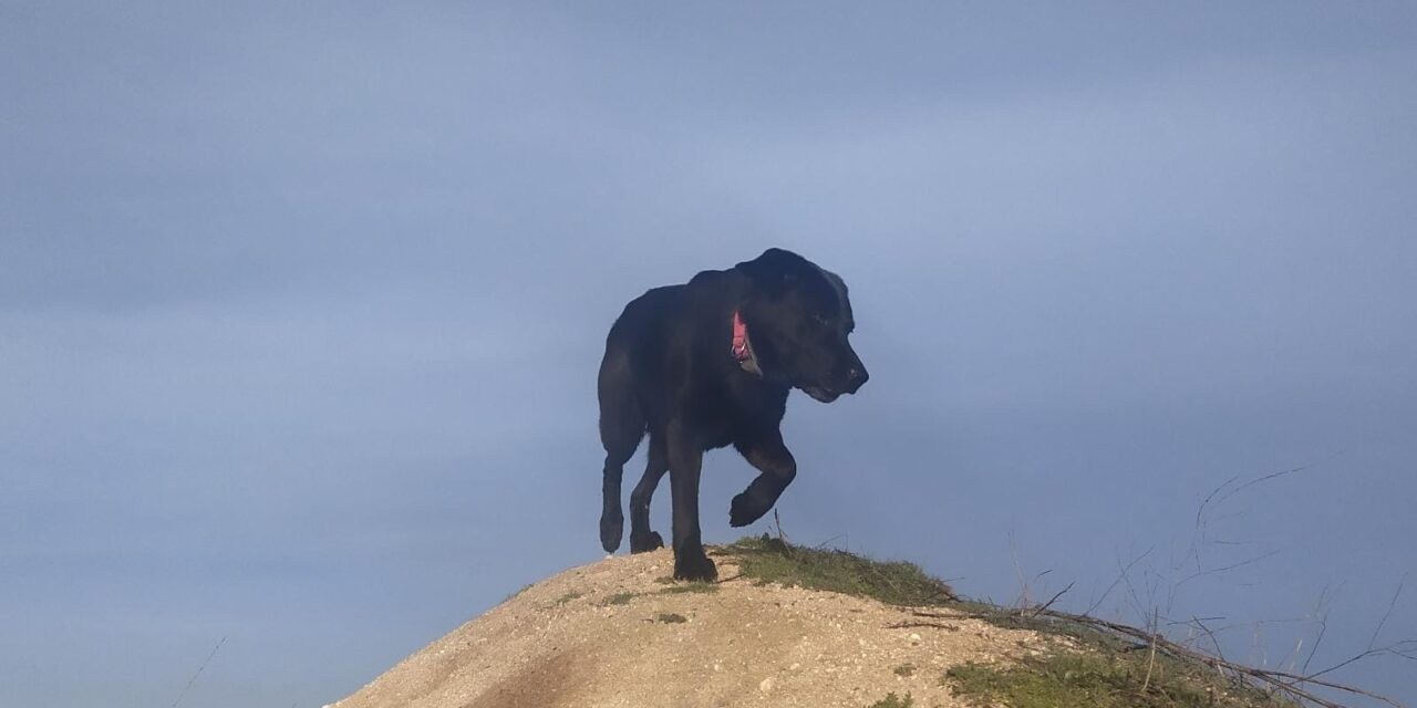 Perros «siendo perros»