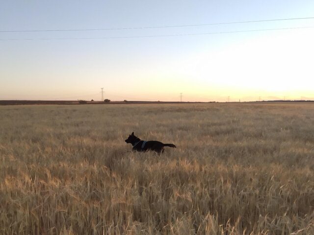 Honestidad canina