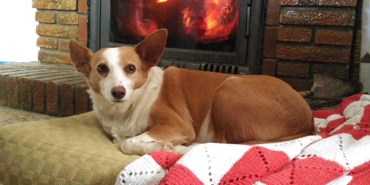 Elegir residencia canina