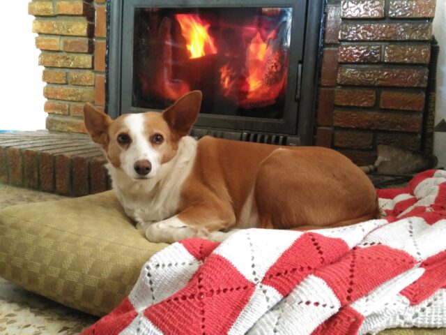 Elegir residencia canina