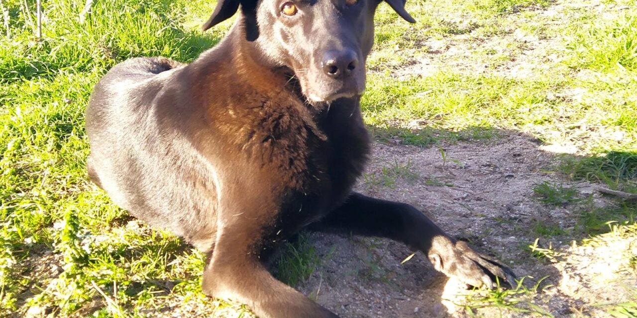 Tu perro «habla»