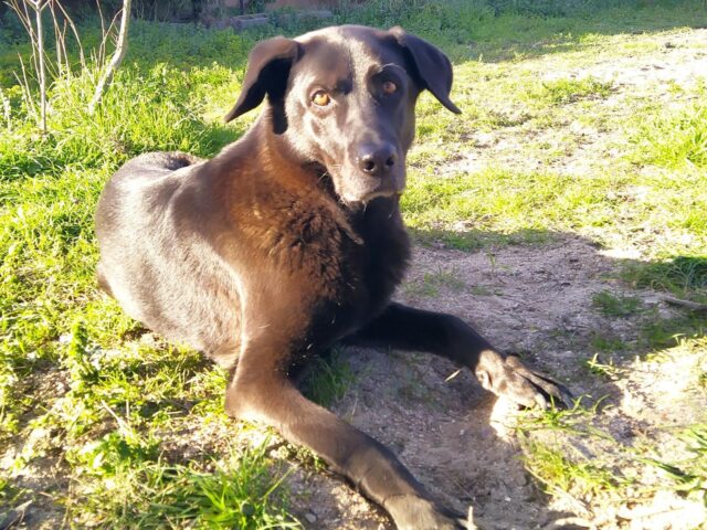 Tu perro «habla»